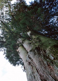 树木图片