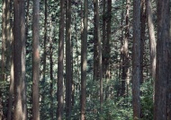 杉木林风景图片
