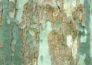 树皮摄影图片