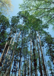 森林树林图片