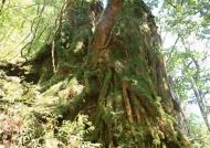 大树树根图片