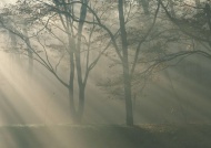 晨曦的树林图片