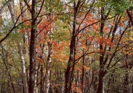树林森林图片