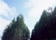 树林图片