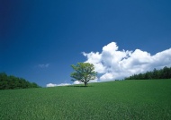 树木草原图片