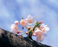 漂亮的樱花图片