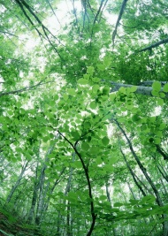 树林美景图片