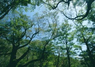 茂盛树林图片