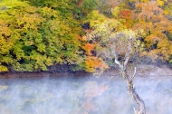 秋天景色树林图片