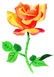 玫瑰水彩画图片