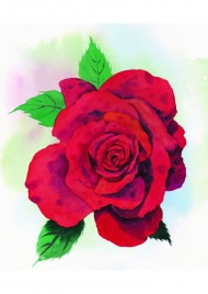 红玫瑰水粉画图片