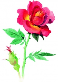 玫瑰水粉画图片