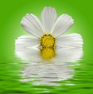 掉入水中的雏菊花图片