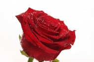 红色玫瑰花水珠图片