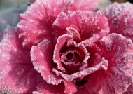 花朵上的冰霜图片