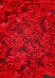 红色康乃馨图片