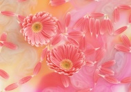 雏菊花瓣图片