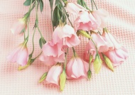 康乃馨花蕾图片