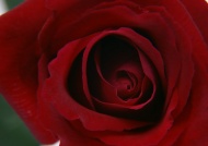 暗红玫瑰图片