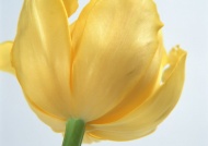 黄色郁金香花蕾图片