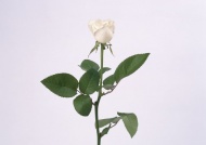 白玫瑰图片
