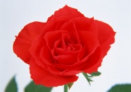 大红玫瑰图片