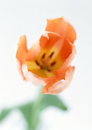 郁金香花蕾图片