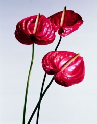 红色植物图片