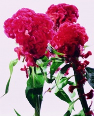 红色花朵图片