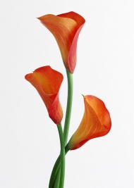 红马蹄莲花图片