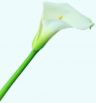 白色马蹄莲花图片