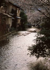 樱花河流图片