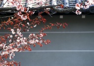 樱花景观图片