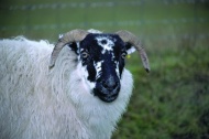 苏格兰绵羊图片