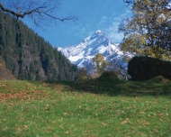 瑞士雪山树林图片