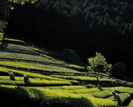日本茶山图片