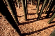 日本竹林风景图片