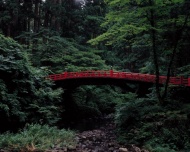 日本树林风景图片