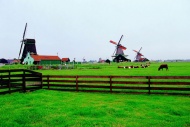 荷兰牧场图片