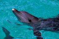 悉尼海豚图片
