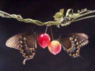 蝴蝶与樱桃图片