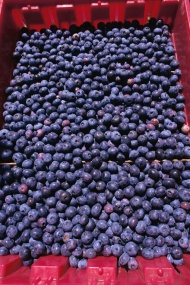 蓝莓水果图片