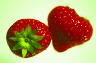 手绘草莓图片