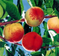 新鲜水果桃子图片