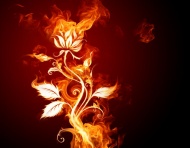 燃烧的花朵图片