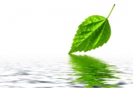绿色叶子水波影图片