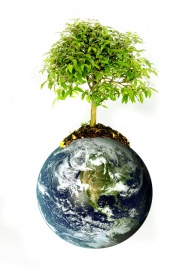 地球上的绿树图片