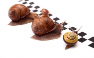 蜗牛赛跑图片