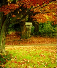 秋风落叶图片