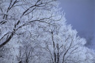 雪白树林图片